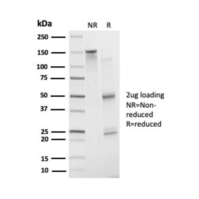 SDS-PAGE - Anti-ATF2 Antibody [PCRP-ATF2-1B4] - BSA and Azide free (A278153) - Antibodies.com