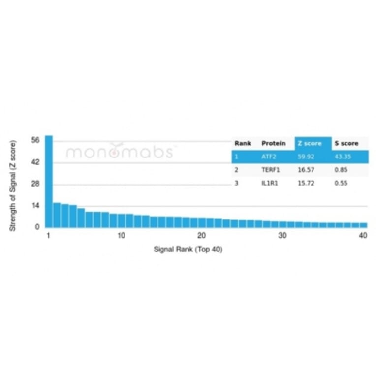 Protein Array - Anti-ATF2 Antibody [PCRP-ATF2-1B4] - BSA and Azide free (A278153) - Antibodies.com