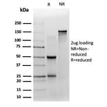 SDS-PAGE - Anti-ZNF358 Antibody [PCRP-ZNF358-1A6] - BSA and Azide free (A278154) - Antibodies.com