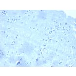 Immunohistochemistry - Anti-delta 1 Catenin Antibody [CTNND1/4501] - BSA and Azide free (A278155) - Antibodies.com