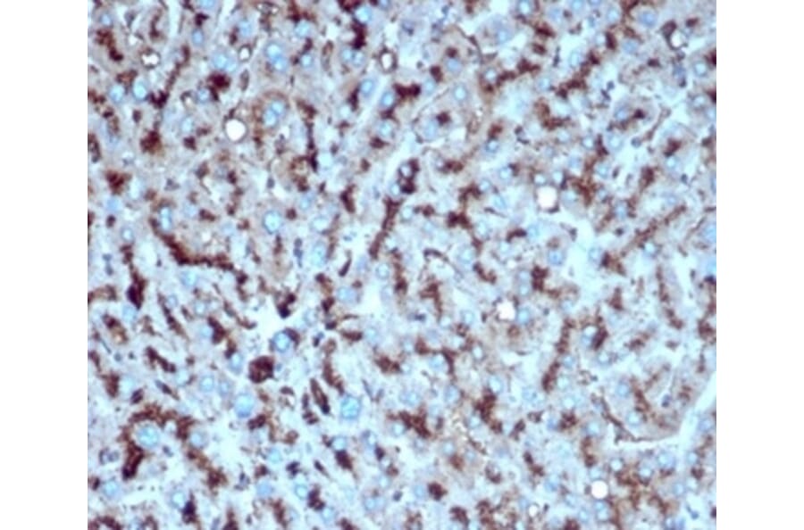 Immunohistochemistry - Anti-Cathepsin D Antibody [CTSD/4497] - BSA and Azide free (A278157) - Antibodies.com