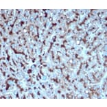 Immunohistochemistry - Anti-Cathepsin D Antibody [CTSD/4497] - BSA and Azide free (A278157) - Antibodies.com