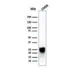Western Blot - Anti-Cathepsin D Antibody [CTSD/4497] - BSA and Azide free (A278157) - Antibodies.com