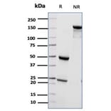 SDS-PAGE - Anti-CD55 Antibody [CD55/6795] - BSA and Azide free (A278158) - Antibodies.com