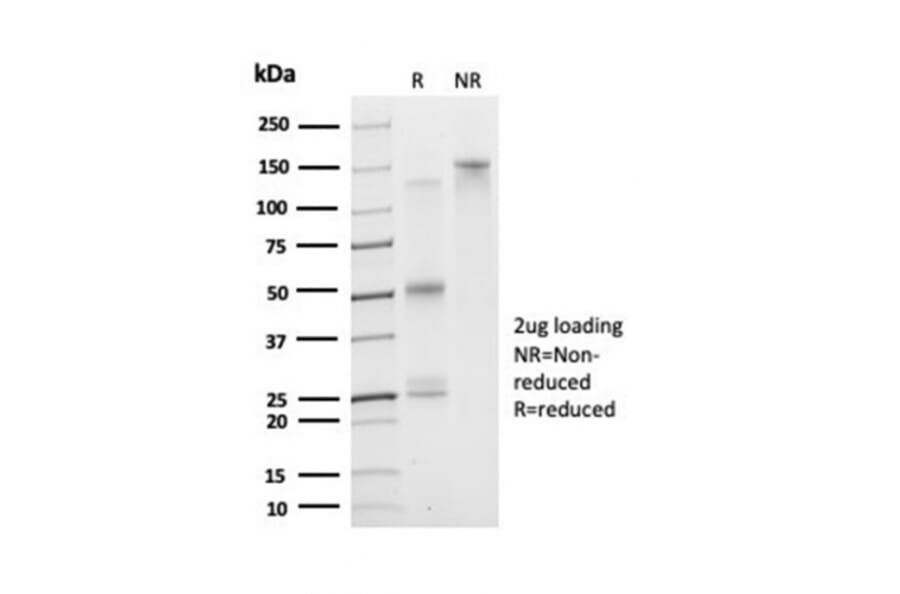 SDS-PAGE - Anti-DAXX Antibody [PCRP-DAXX-5G11] - BSA and Azide free (A278159) - Antibodies.com