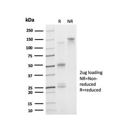 SDS-PAGE - Anti-DAXX Antibody [PCRP-DAXX-5G11] - BSA and Azide free (A278159) - Antibodies.com