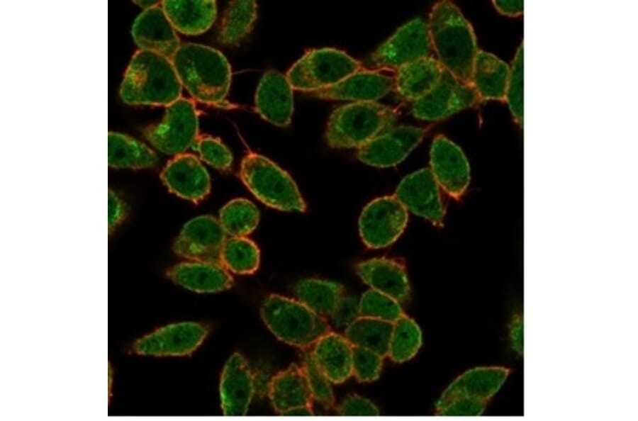 Immunofluorescence - Anti-DAXX Antibody [PCRP-DAXX-5G11] - BSA and Azide free (A278159) - Antibodies.com