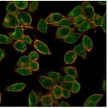 Immunofluorescence - Anti-DAXX Antibody [PCRP-DAXX-5G11] - BSA and Azide free (A278159) - Antibodies.com