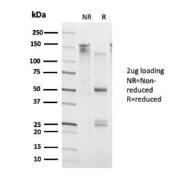 SDS-PAGE - Anti-DAXX Antibody [PCRP-DAXX-6A8] - BSA and Azide free (A278160) - Antibodies.com