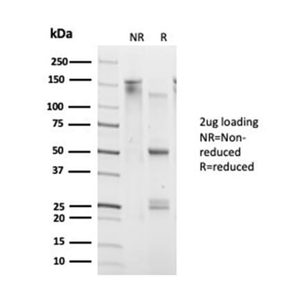 SDS-PAGE - Anti-DAXX Antibody [PCRP-DAXX-6A8] - BSA and Azide free (A278160) - Antibodies.com