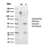 SDS-PAGE - Anti-DAXX Antibody [PCRP-DAXX-6A8] - BSA and Azide free (A278160) - Antibodies.com