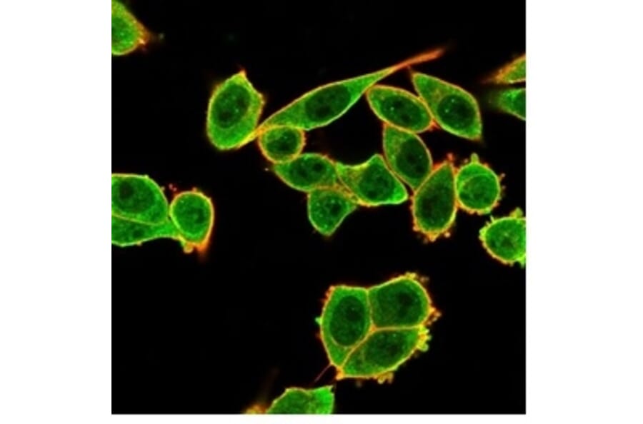 Immunofluorescence - Anti-DAXX Antibody [PCRP-DAXX-6A8] - BSA and Azide free (A278160) - Antibodies.com