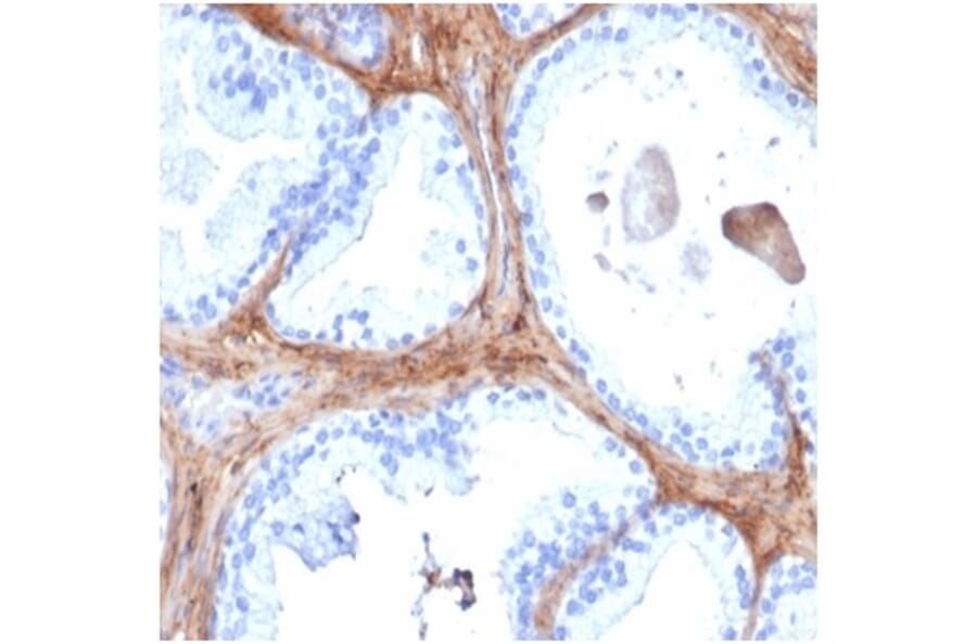 Immunohistochemistry - Anti-Decorin Antibody [DCN/6289] - BSA and Azide free (A278161) - Antibodies.com