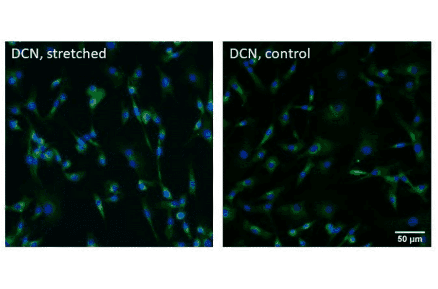 Immunofluorescnece - Anti-Decorin Antibody [DCN/6289] - BSA and Azide free - Antibodies.com