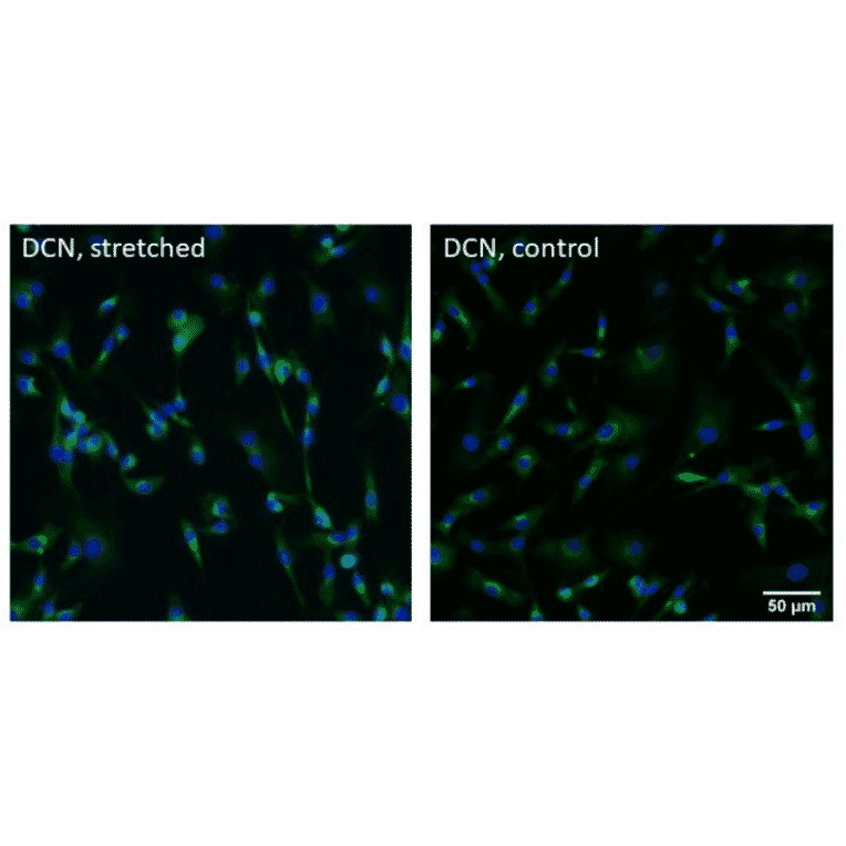 Immunofluorescnece - Anti-Decorin Antibody [DCN/6289] - BSA and Azide free - Antibodies.com