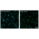 Immunofluorescnece - Anti-Decorin Antibody [DCN/6289] - BSA and Azide free - Antibodies.com