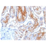 Immunohistochemistry - Anti-Decorin Antibody [DCN/6289] - BSA and Azide free (A278161) - Antibodies.com