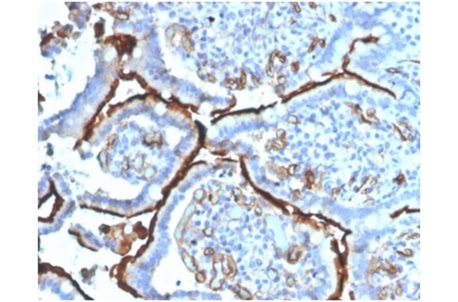 Immunohistochemistry - Anti-Angiotensin Converting Enzyme 1 Antibody [ACE/3764] - BSA and Azide free (A278162) - Antibodies.com
