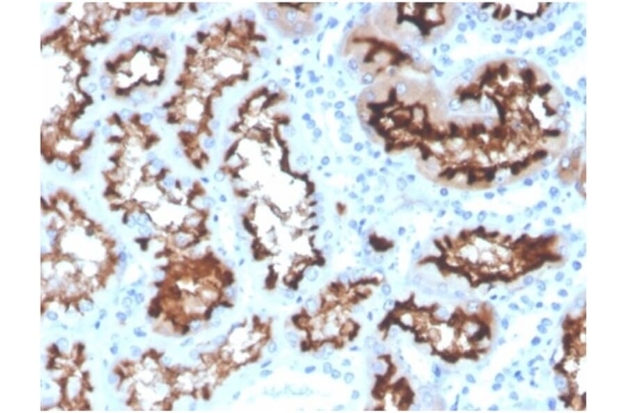 Immunohistochemistry - Anti-Angiotensin Converting Enzyme 1 Antibody [ACE/3764] - BSA and Azide free (A278162) - Antibodies.com
