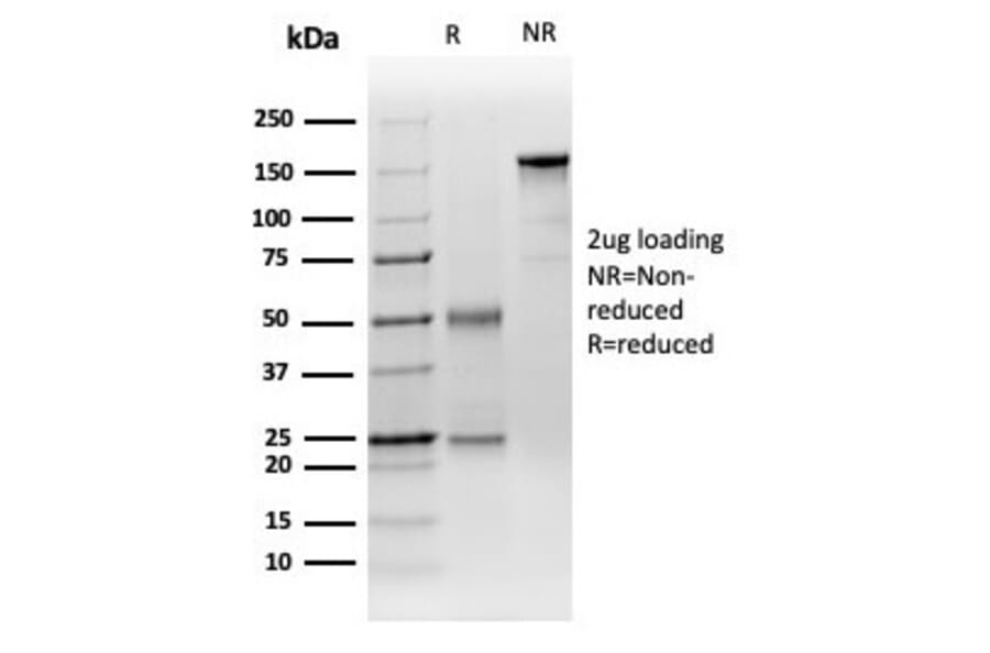 SDS-PAGE - Anti-DCP2 Antibody [PCRP-DCP2-1D6] - BSA and Azide free (A278163) - Antibodies.com