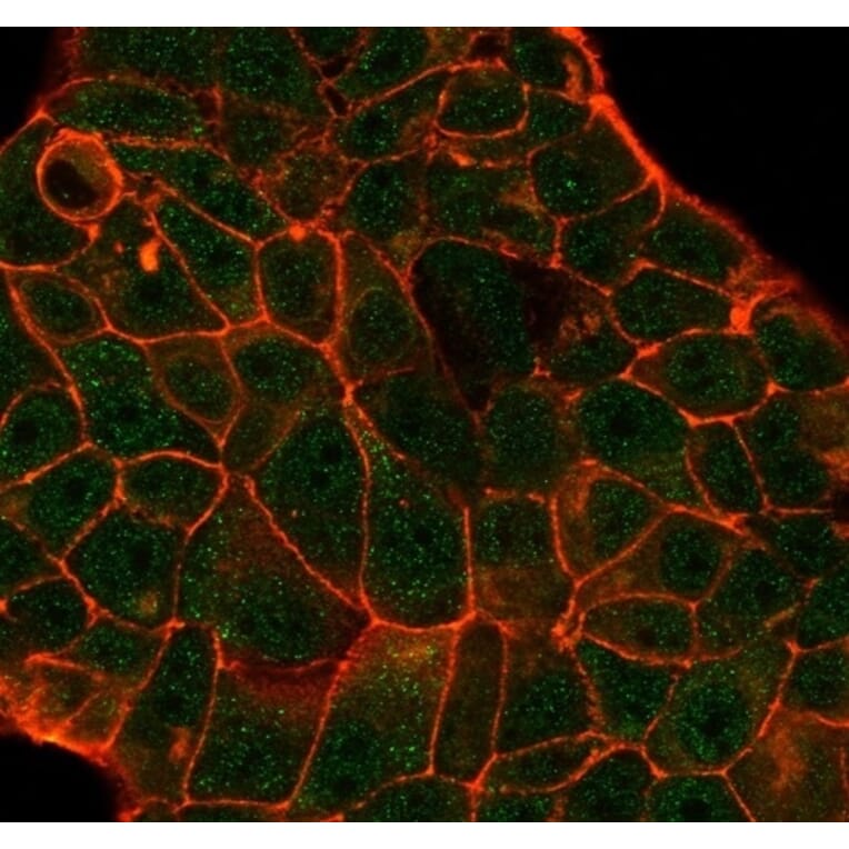 Immunofluorescence - Anti-DCP2 Antibody [PCRP-DCP2-1D6] - BSA and Azide free (A278163) - Antibodies.com
