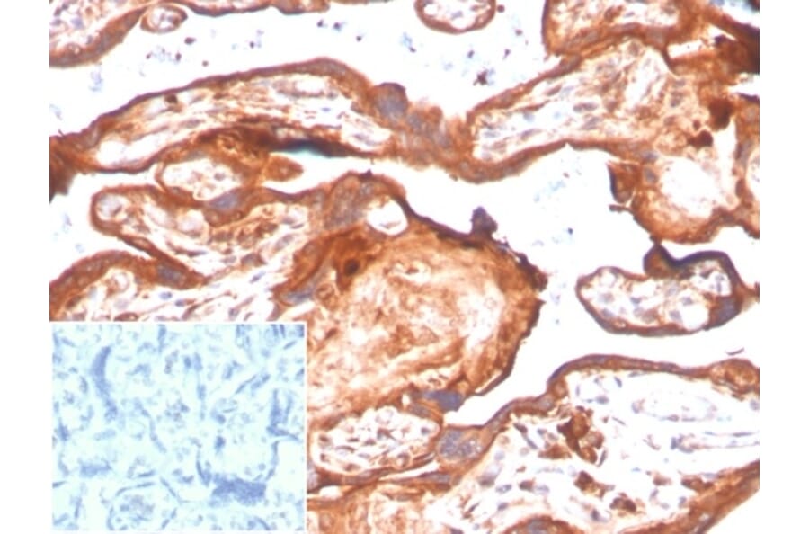 Immunohistochemistry - Anti-IDO2 Antibody [IDO2/2638] - BSA and Azide free (A278164) - Antibodies.com