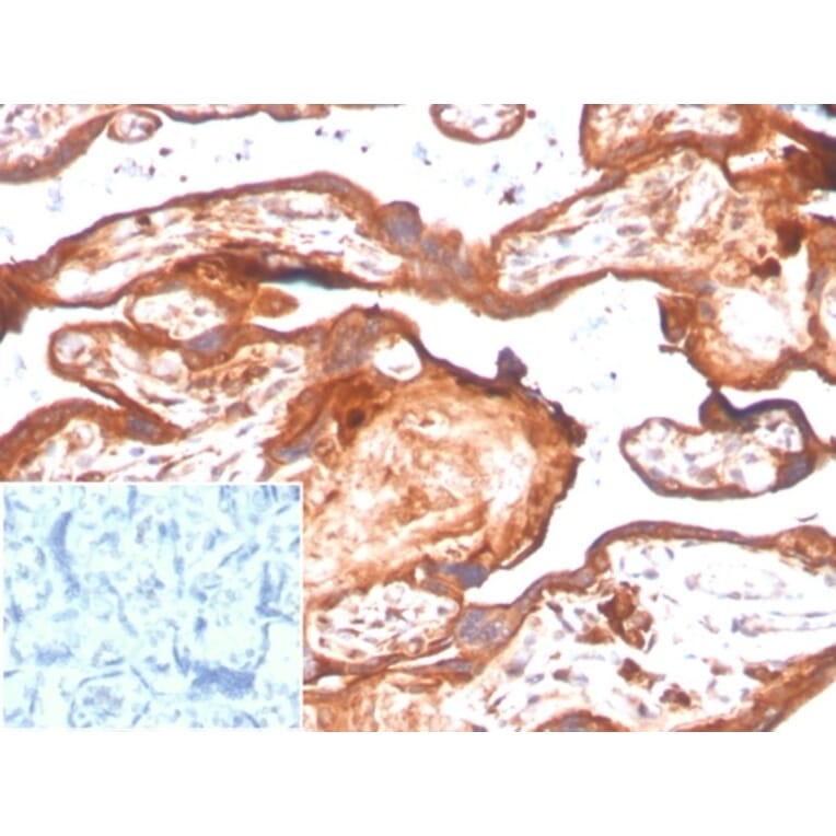 Immunohistochemistry - Anti-IDO2 Antibody [IDO2/2638] - BSA and Azide free (A278164) - Antibodies.com