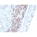 Immunohistochemistry - Anti-IDO2 Antibody [IDO2/2639] - BSA and Azide free (A278165) - Antibodies.com