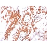 Immunohistochemistry - Anti-IDO2 Antibody [IDO2/2640] - BSA and Azide free (A278166) - Antibodies.com