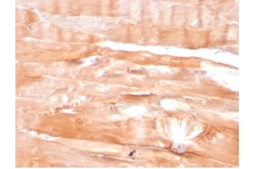 Immunohistochemistry - Anti-Dystrophin Antibody [DMD/3676] - BSA and Azide free (A278168) - Antibodies.com