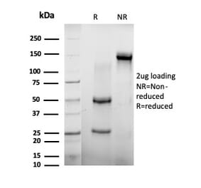 SDS-PAGE - Anti-AGO3 Antibody [PCRP-AGO3-1C5] - BSA and Azide free (A278169) - Antibodies.com