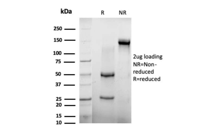 SDS-PAGE - Anti-AGO3 Antibody [PCRP-AGO3-1C5] - BSA and Azide free (A278169) - Antibodies.com