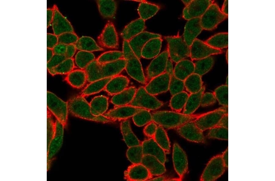 Immunofluorescence - Anti-AGO3 Antibody [PCRP-AGO3-1C5] - BSA and Azide free (A278169) - Antibodies.com
