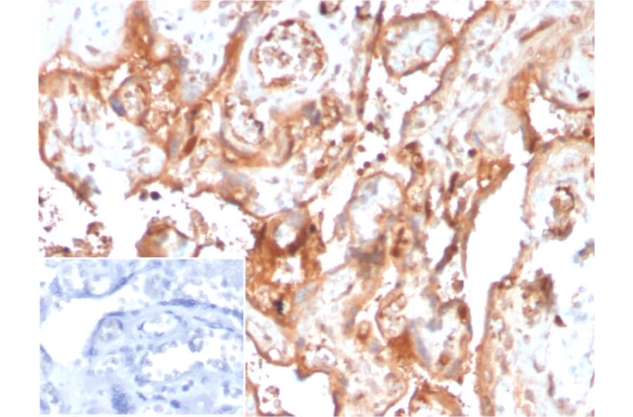 Immunohistochemistry - Anti-AHSG Antibody [AHSG/3748] - BSA and Azide free (A278171) - Antibodies.com