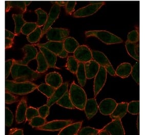 Immunofluorescence - Anti-ETS2 Antibody [PCRP-ETS2-1D9] - BSA and Azide free (A278173) - Antibodies.com