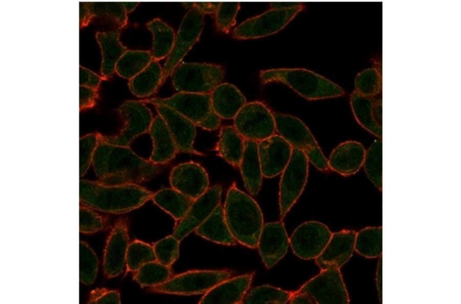 Immunofluorescence - Anti-ETS2 Antibody [PCRP-ETS2-1D9] - BSA and Azide free (A278173) - Antibodies.com