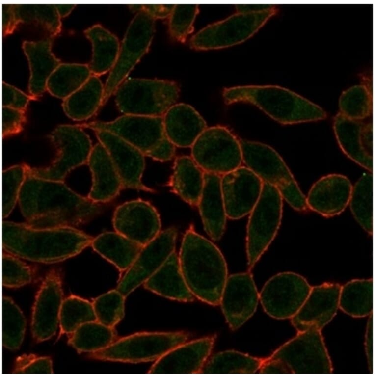 Immunofluorescence - Anti-ETS2 Antibody [PCRP-ETS2-1D9] - BSA and Azide free (A278173) - Antibodies.com