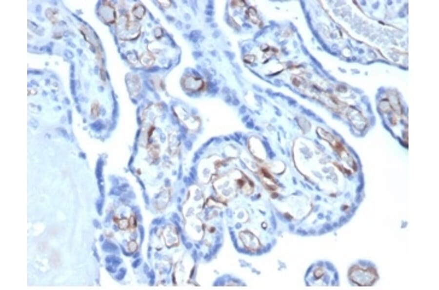 Immunohistochemistry - Anti-FABP4 Antibody [FABP4/4422] - BSA and Azide free (A278174) - Antibodies.com