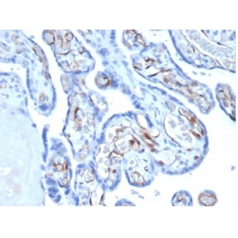 Immunohistochemistry - Anti-FABP4 Antibody [FABP4/4422] - BSA and Azide free (A278174) - Antibodies.com