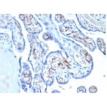 Immunohistochemistry - Anti-FABP4 Antibody [FABP4/4422] - BSA and Azide free (A278174) - Antibodies.com