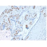 Immunohistochemistry - Anti-FABP4 Antibody [FABP4/4423] - BSA and Azide free (A278175) - Antibodies.com