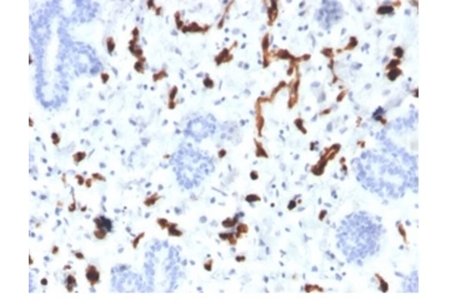 Immunohistochemistry - Anti-FABP4 Antibody [FABP4/4423] - BSA and Azide free (A278175) - Antibodies.com