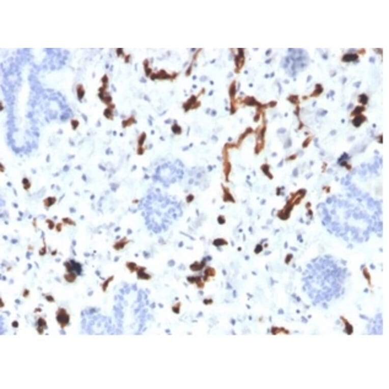 Immunohistochemistry - Anti-FABP4 Antibody [FABP4/4423] - BSA and Azide free (A278175) - Antibodies.com