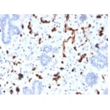 Immunohistochemistry - Anti-FABP4 Antibody [FABP4/4423] - BSA and Azide free (A278175) - Antibodies.com