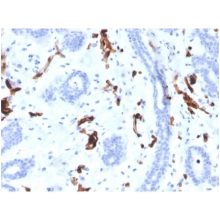 Immunohistochemistry - Anti-FABP4 Antibody [FABP4/4424] - BSA and Azide free (A278176) - Antibodies.com