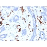 Immunohistochemistry - Anti-FABP4 Antibody [FABP4/4424] - BSA and Azide free (A278176) - Antibodies.com