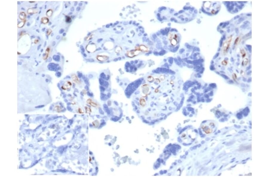 Immunohistochemistry - Anti-FABP4 Antibody [FABP4/4426] - BSA and Azide free (A278177) - Antibodies.com
