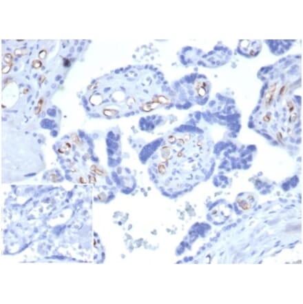 Immunohistochemistry - Anti-FABP4 Antibody [FABP4/4426] - BSA and Azide free (A278177) - Antibodies.com