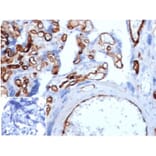 Immunohistochemistry - Anti-FABP4 Antibody [FABP4/4429] - BSA and Azide free (A278178) - Antibodies.com