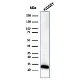 Western Blot - Anti-FABP1 Antibody [FABP1/3485] - BSA and Azide free (A278180) - Antibodies.com